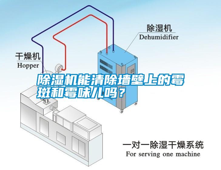 除湿机能清除墙壁上的霉斑和霉味儿吗？